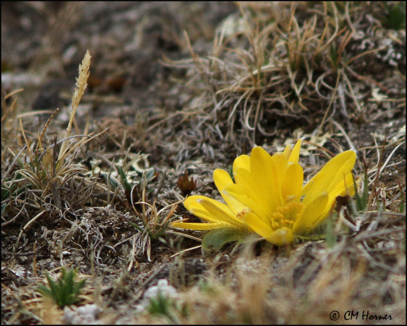 4483 Wildflower sp.jpg