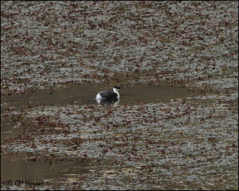 4504 Silvery Grebe.jpg
