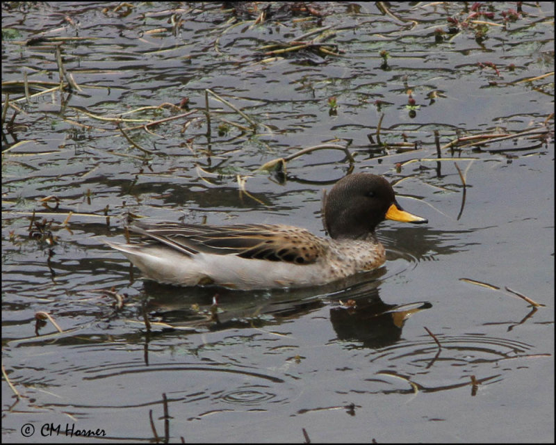 4565 Andean Teal.jpg