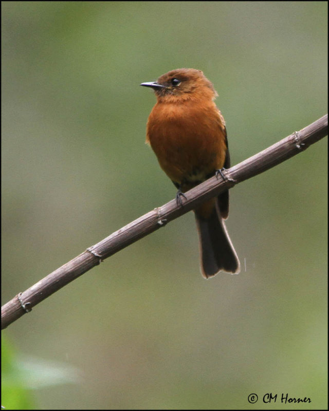 4669 Cinnamon Flycatcher.jpg