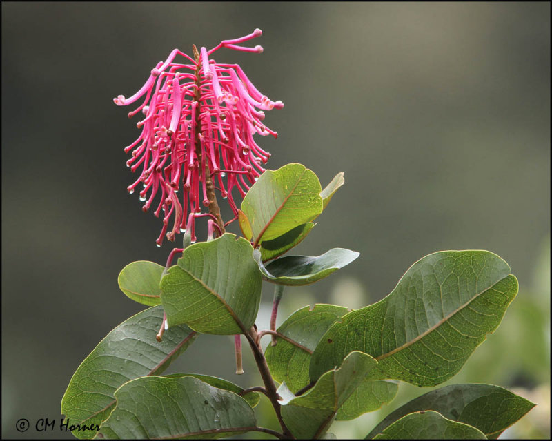 4693 Wildflower.jpg