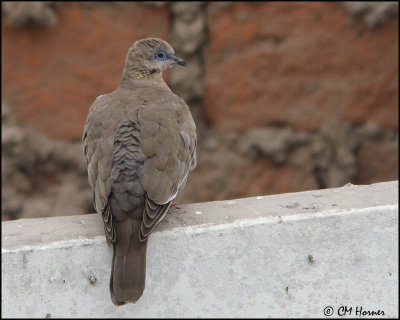 2313 West Peruvian Dove.jpg