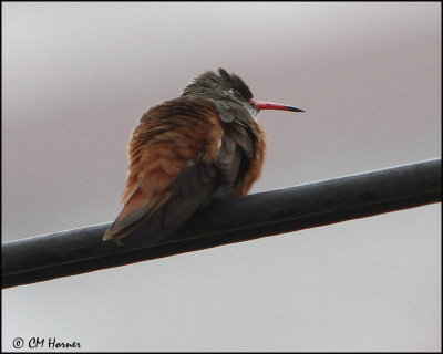 2344 Amazilia Hummingbird.jpg