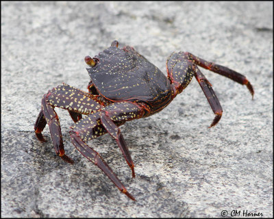 2506 Crab sp.jpg