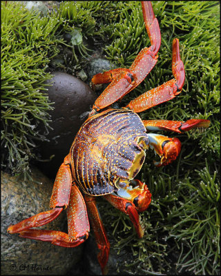 2694 Crab sp.jpg