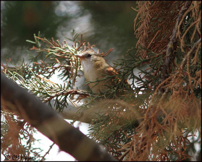 2712 Creamy-crested Spinetail.jpg