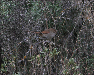 2724 Rusty-fronted Canestero.jpg