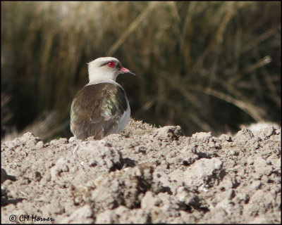 2745 Andean Lapwing.jpg