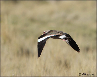 2758 Andean Lapwing.jpg