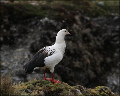 3118 Andean Goose.jpg