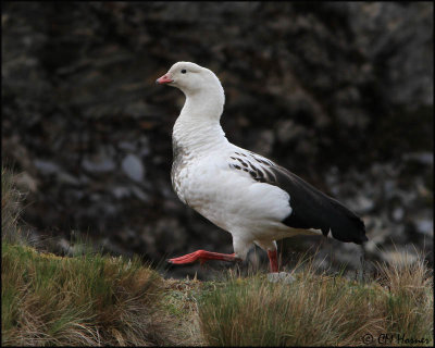 3131 Andean Goose.jpg