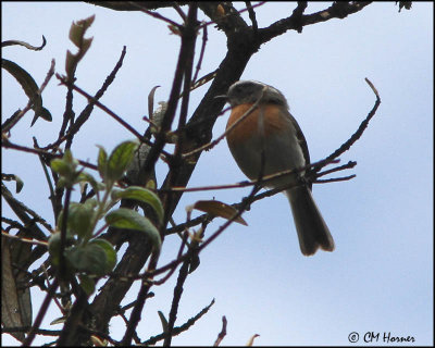 3144 Rufous-breasted Chat-Tyrant.jpg