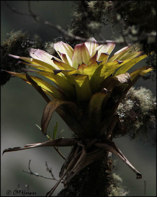 3148 Bromeliad.jpg