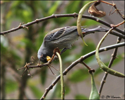3557 Band-tailed Seedeater.jpg