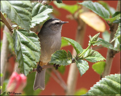 3630 Cinereous Conebill.jpg