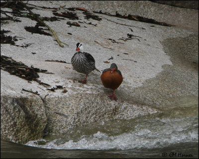 3730 Torrent Duck pair.jpg