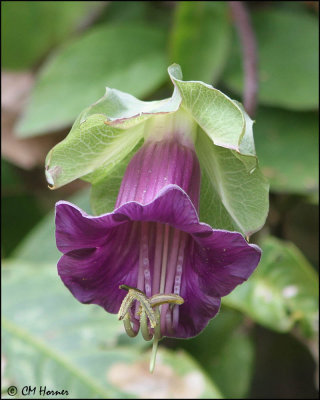 3750 Passion Flower.jpg