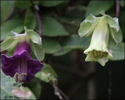 3755 Passion Flower.jpg