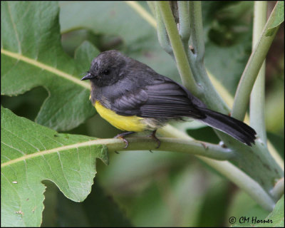 3765 Slate-throated Redstart.jpg