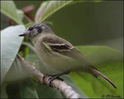 3770 Marble-faced Bristle-Tyrant.jpg