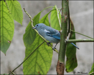 3788 Blue-gray Tanager.jpg