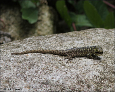 3789 Lizard sp.jpg