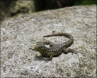 3803 Lizard sp.jpg