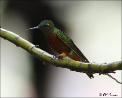 3819 Chestnut-breasted Coronet.jpg