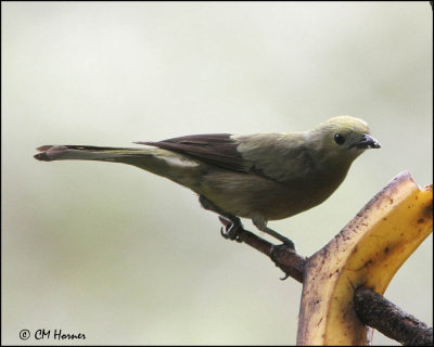 3823 Palm Tanager.jpg