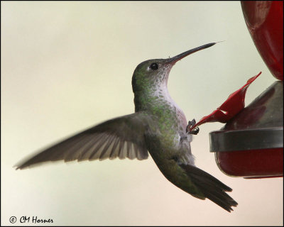 3867 Green-and-white Hummingbird.jpg