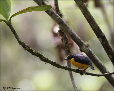 3886 Thick-billed Euphonia.jpg