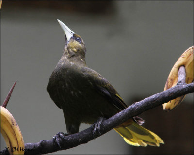 3899 Dusky-green Oropendola.jpg