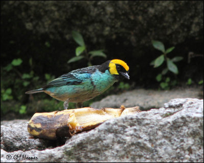 3905 Saffron-crowned Tanager.jpg