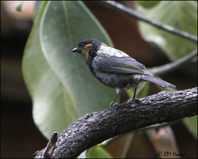 3983 Silver-backed Tanager.jpg