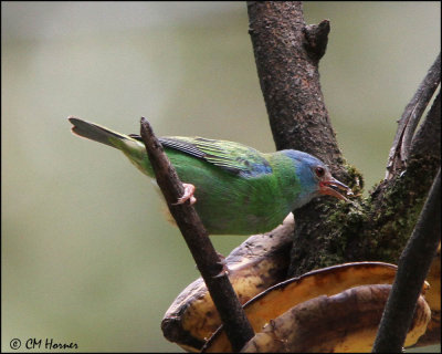 4093 Blue Dacnis female.jpg