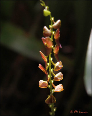 4137 Orchid.jpg