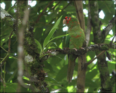 4157 Mitred Parakeet.jpg
