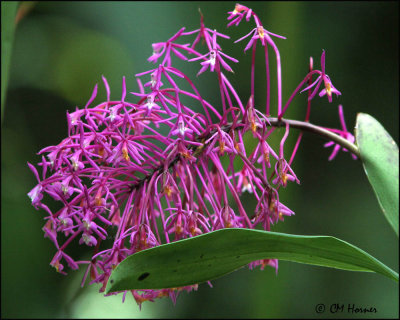 4162 Orchid.jpg