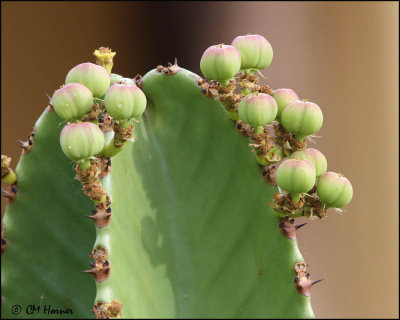 4314 Cactus fruit.jpg