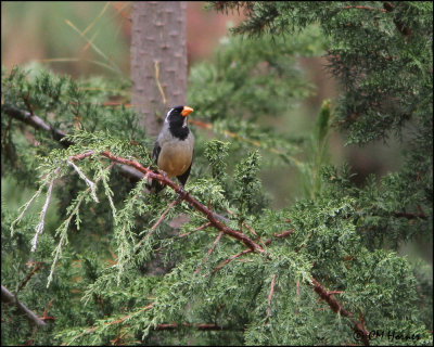 4414 Golden-billed Saltator.jpg