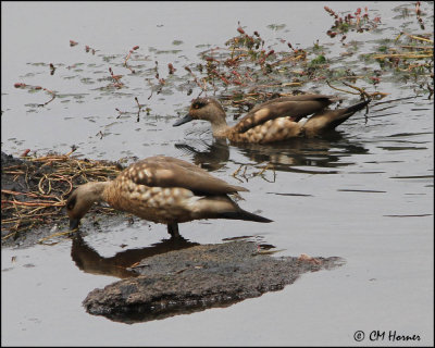 4611 Crested Duck.jpg