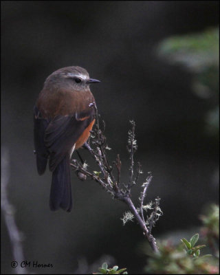 4623 Brown-backed Chat-Tyrant.jpg