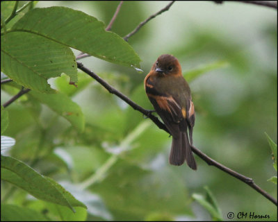 4651 Cinnamon Flycatcher.jpg