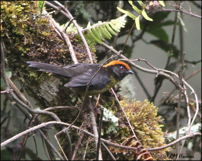 4686 Black-faced Brush-Finch.jpg