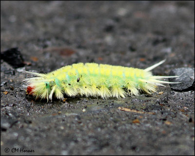 4760 Caterpillar sp.jpg