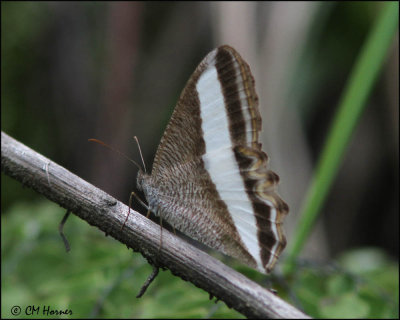 4861 Common Oressinoma.jpg