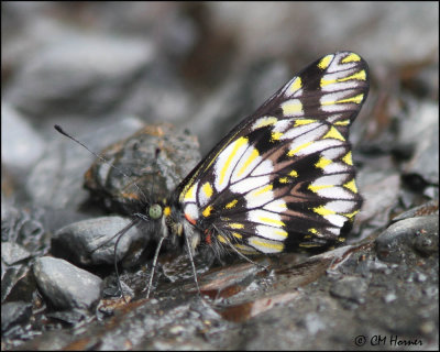 4871 Butterfly sp.jpg