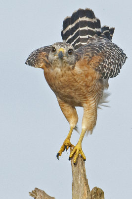 20110904 Red-shouldered Hawk  Takeoff   _0092