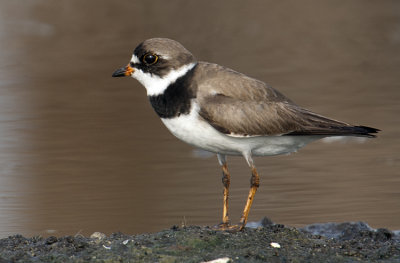 20120811 Semipalmated Plover  _4956