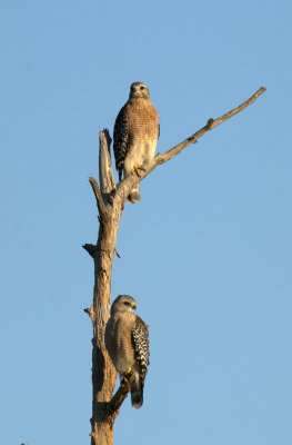 20121102 Red-shouldered Hawk Pair